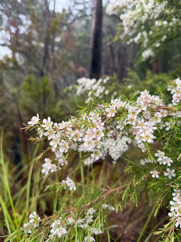 Leptospermum polygalifolium observed 2026-10-17