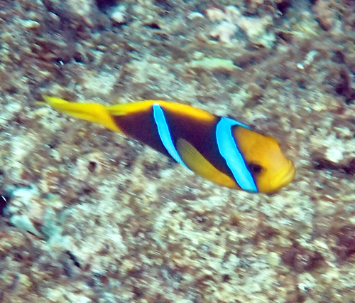 Amphiprion chrysopterus observed 2026-10-16