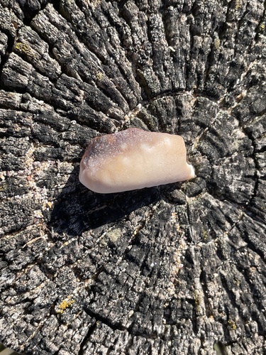 Cypraea vitellus observed 2026-10-17