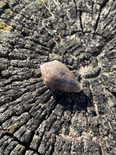 Conus coronatus observed 2026-10-17