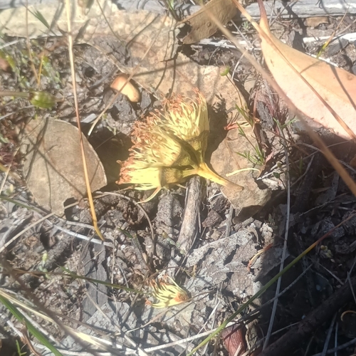 Eucalyptus occidentalis, 2026-10-17