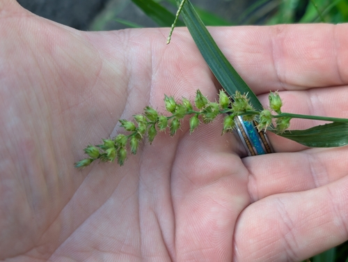 Cenchrus echinatus observed 2026-10-16