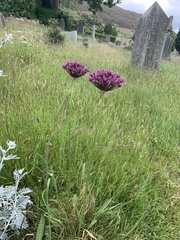 Allium atropurpureum