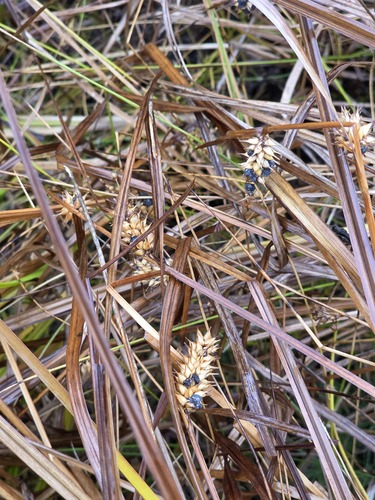 Carex vesicaria observed 2026-10-11