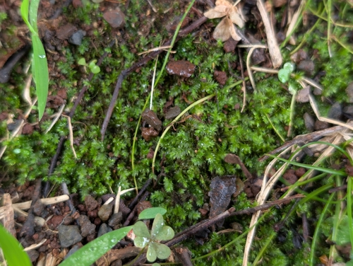 Racopilum cuspidigerum observed 2026-10-16