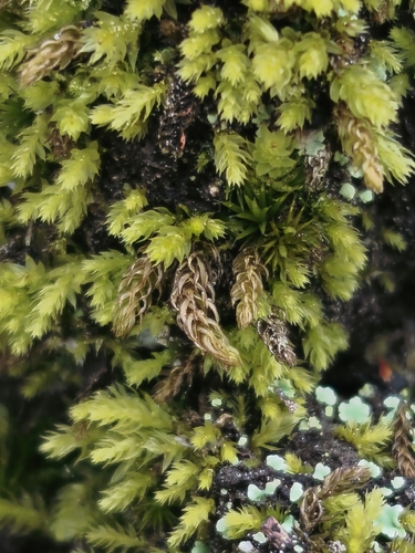 Brachymenium observed 2026-10-17