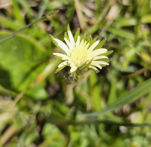 Piloselloides hirsuta observed 2026-10-16