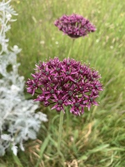Allium atropurpureum, photograph (c) becsehota, some rights reserved (CC BY)