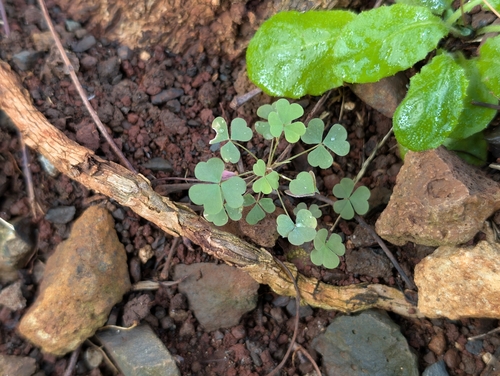 Oxalis corniculata observed 2026-10-16