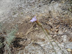 Petrorhagia prolifera