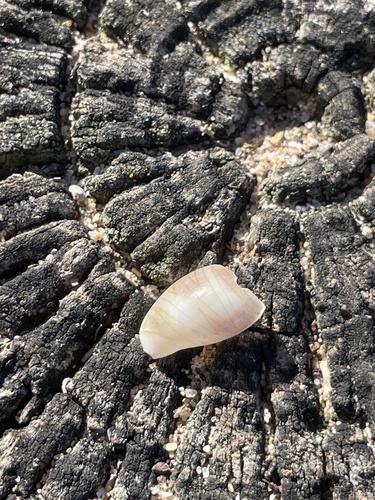 Palmadusta clandestina observed 2026-10-17