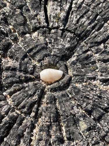 Palmadusta clandestina observed 2026-10-17