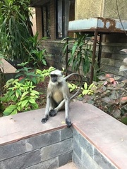 Semnopithecus entellus