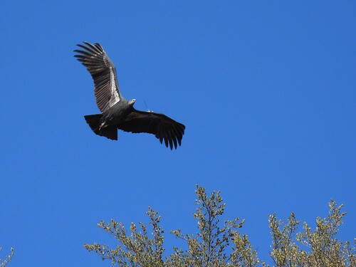 California Condor observed by okaugust
