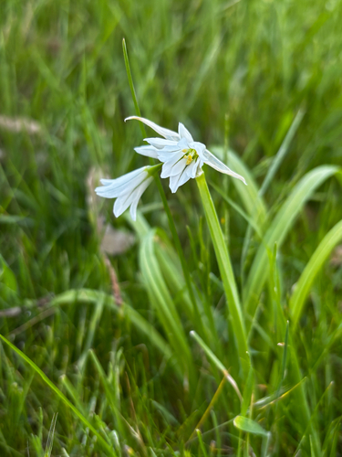 Three-cornered garlic