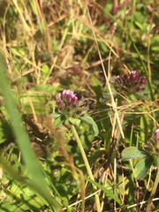 Trifolium macraei