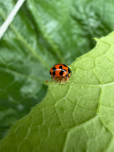 Dinocampus coccinellae observed 2026-10-17