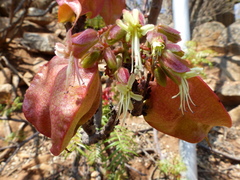 Erythrophysa transvaalensis