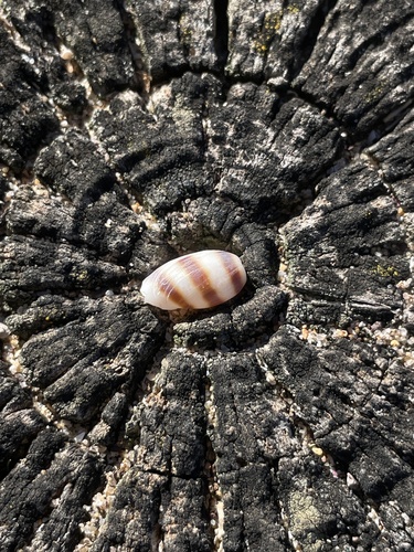 Palmadusta asellus observed 2026-10-17