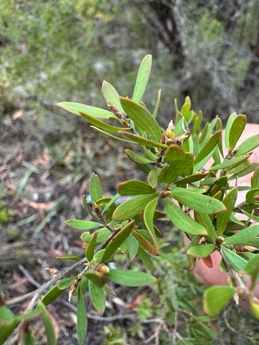 Leptospermum trinervium, 2026-10-17