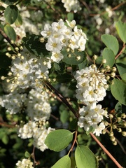 Spiraea × vanhouttei