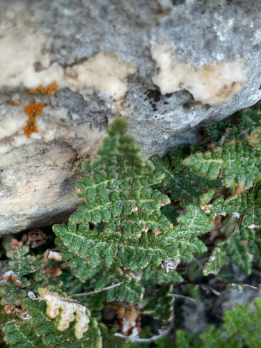 Fee's lip fern