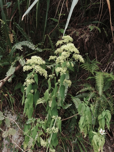 Patrinia villosa observed 2026-10-17