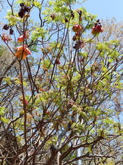Erythrophysa transvaalensis