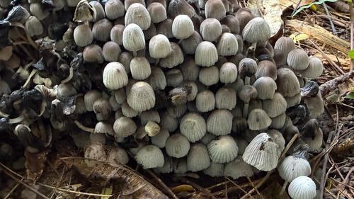 Coprinus observed 2026-10-16
