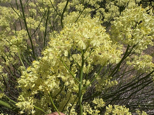 Glischrocaryon flavescens, 2026-10-17