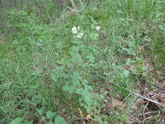 Thalictrum petaloideum