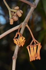 Amyema pendula pendula
