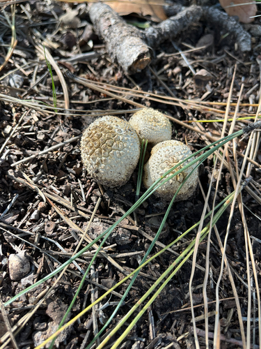 Lycoperdon marginatum observed 2026-10-16