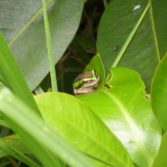 Dendropsophus molitor