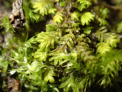 Fissidens megalotis, 2026-10-17