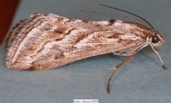 Evergestis vinctalis