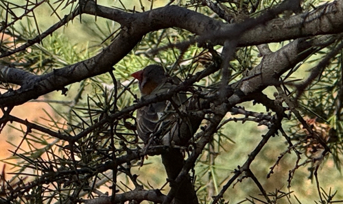 iNaturalist image