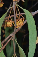 Amyema pendula pendula