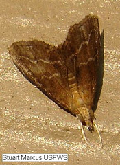 Glaphyria peremptalis
