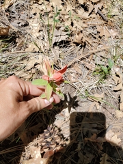 Castilleja nelsonii