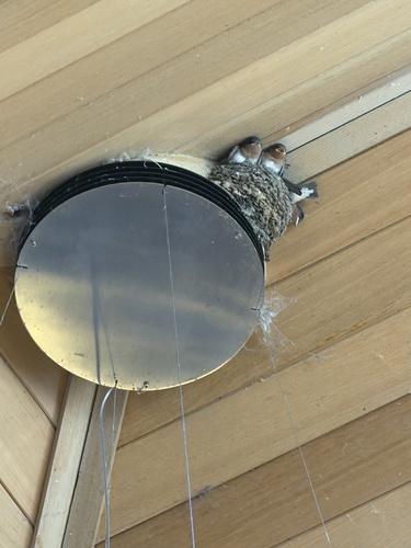 Welcome Swallow