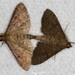 Dusky Herpetogramma Moth - Photo (c) Trinity River NWR, some rights reserved (CC BY-NC-ND), uploaded by Trinity River NWR