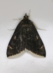 Pyrausta niveicilialis