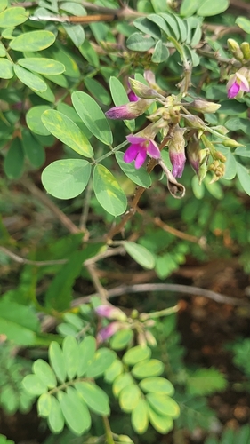 Tephrosia purpurea observed 2026-10-17