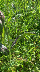 Dactylorhiza maculata