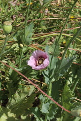 Papaver somniferum setigerum