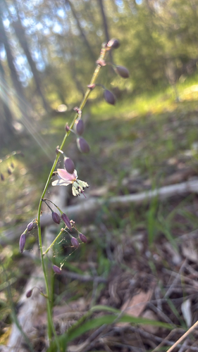 Arthropodium milleflorum observed 2026-10-17