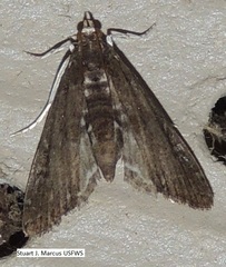 Langessa nomophilalis