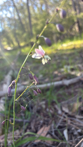 Arthropodium milleflorum observed 2026-10-17