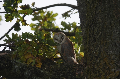 Western Barn Owl